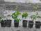 WINOBLUSZCZ DZIKIE WINO PNĄCZE