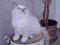 Kot piękna kotka syberyjska syberyjskie Neva