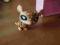 Hasbro Littlest Pet Shop PANCERNIK UNIKAT