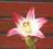 LILIA AZJATYCKA LOLLYPOP LILIUM HYBRIDUM
