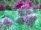 PRZELOT GÓRSKI-----Anthyllis montana Rubra