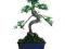 Wiąz drobnolistny - bonsai indoor