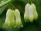 Polygonatum multiflorum - Kokoryczka wielokwiatowa