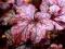 Heuchera 'Plum Pudding' - Żurawka