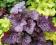 ŻURAWKA HEUCHERA VELVET NIGHT PURPUROWE KĘPY