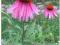 JEŻÓWKA PURPUROWA- ECHINACEA PURPUREA