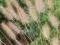 ROZPLENICA JAPOŃSKA HAMELEN PENNISETUM ALOPEC.