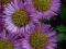 PRZYMIOTNO SINE SEA BREEZE ERIGERON GLAUCUS