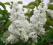 Syringa vulgaris 'Mme Lemoine' - Lilak pospolity