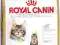 ROYAL MAINE COON KITTEN 4kg + KURIER