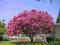 NAJDŁUŻEJ KWITNĄCY KRZEW Lagerstroemia MIX KOLORÓW