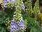 21 Delphinium Elatum Misty Mauves - pełny kwiat