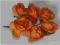 różyczki 2,5cm Róże do dekoracji 72szt pomarańcz