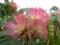 najtaniej___ ALBIZIA ROSEA drzewo jedwabne 20-30cm