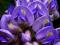 Absolutna nowość  _______ Wisteria niebieska PEŁNA