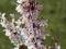 Abeliofylum _____biała forsycja________ aż 70-90cm