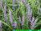 LIRIOPE - ZIMOZIELONE 