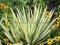 sadzonki YUCCA paskowana ____COLOUR GUARD___  juka