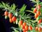 Vitalne Jagody Goji ___Kolcowój__ sadzonki 30-50cm