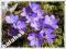 Przylaszczka niebieska duża sadzonka kwiaty za rok