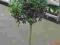 olea europea OLIWKA EUROPEJSKA drzewko 1 metr