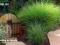 Wysoka trawa(175cm) MISKANT  GRACILLIMUS