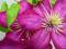 Karminowo-różowy Clematis VILLE DE LYON powojnik