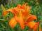 LILIOWIEC, LILIOWCE, HEMEROCALLIS DOUBLE ORANGE