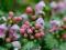 Lamium PINK PEWTER majstersztyk barw