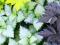 Srebrzyste Lamium WHITE NANCY