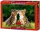 ! Puzzle 500 Castorland B-51625 Two Tabby Kittens