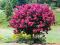 LAGERSTROEMIA  - Kwitnąca do 120 dni