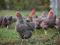 Plymouth Rock Amrock Włoszka kurczęta oraz jaja