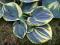 Hosta 'Sugar Daddy' - Funkia KONTRASTOWA NOWOŚĆ !!