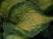 Hosta 'Borwick Beauty' - Funkia DWU BARWNA !!!!!!!