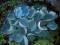 Hosta 'Abiqua Drinking Gourd' - Funkia KIELICHY !!