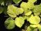 Corylopsis spicata - Leszczynowiec kłosowaty (1,5)