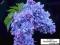 Syringa vulgaris 'Marechal Lannes' - Lilak, Bez