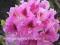 Rhododendron 'Rasputin' - CIEMNY FIOLET !!! (1,5)