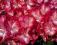 Rhododendron 'Sternzauber' - NOWOŚĆ !! DWUBARWNY !