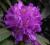 Rhododendron 'Purpureum Grandiflorum' Różanecznik