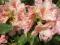 Rhododendron 'Orangina' - Rododendron NOWOŚĆ (1,5)