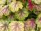 Heuchera 'Van Gogh' - Żurawka