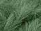 Carex 'Frosted Curls' - Turzyca włosista [ TRAWA ]