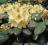 Rhododendron 'Goldbukett' - ZŁOTY BUKIET !!!! !!!!
