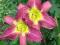 Liliowiec 'Lavender Deal'   Hemerocallis