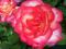 Róża wielkokwiatowa Leo Ferre 3 kolory