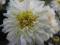BIAŁA chryzantema ZIMUJĄCA z żółtym oczkiem