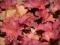 HEUCHERA (Żurawka) Autumn Leaves NAJTANIEJ!!!