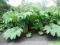 Gunera olbrzymia Gunnera manicata
